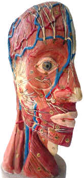 anatomical model,  Auzoux, head bisection, front quarter.jpg (97111 bytes)