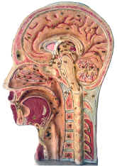 anatomical model,  Auzoux, head bisection, interior.jpg (116443 bytes)