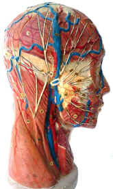 anatomical model,  Auzoux, head bisection, profile.jpg (96871 bytes)