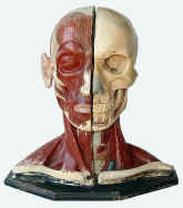 anatomical model,  head, Pichlers Witwe and son, front.jpg (87622 bytes)