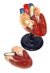 anatomical model,  heart, early 20th c., apart.jpg (55487 bytes)
