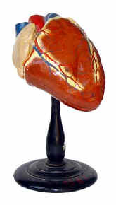 anatomical model,  heart, early 20th c..jpg (41285 bytes)