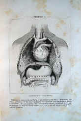 book, Diseases of the Heart, Samuel S. Fitch, 1859, fig.jpg (142153 bytes)