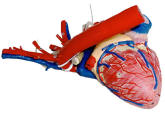 http://antiquescientifica.com/anatomical%20model,%20Auzoux,%20heart%20and%20lung,%20heart_edited-1.jpg