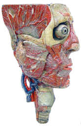 anatomical model,  Auzoux, head, 1855, full profile.jpg (107513 bytes)