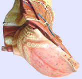 anatomical model,  Auzoux, mouth, tongue, top left.2.jpg (122469 bytes)